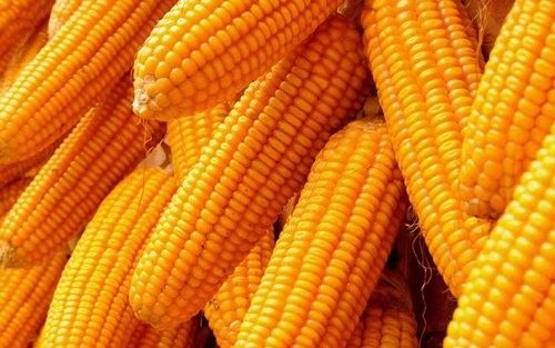 Maize / corn cobs — golden yellow, fresh harvest
